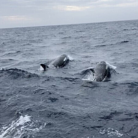 Vliegende vissen, dolfijnen en walvissen op de oceaan